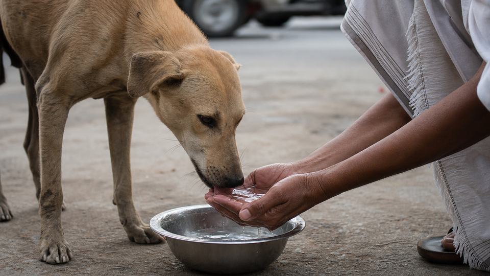 आज का भक्ति विचार: करुणा ही सबसे बड़ी पूजा